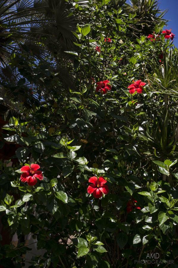 Los Flamingos Acomodação com café da manhã La Maddalena  Exterior foto